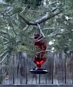 Perky-Pet 8109-2 Antique Glass Bottle Hummingbird Feeder-16-Ounce Capacity, Red beige 1 Count (Pack of 1) Elegant 33 61E fXLt6ML