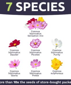 Cosmos Seeds Wildflower Mixture - Bulk Quarter Pound Bag - Over 20,000 Seeds - Pink, Yellow, Orange, Red, Purple and White Mixed Species! 1/4 Pound Bag 20 61E2BZpld8L