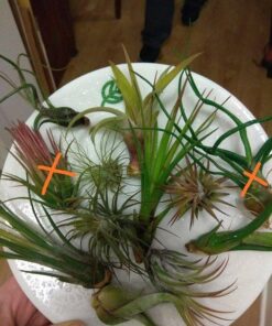 Air Plants Tillandsia Assortment 10 Pack Easy Houseplants for Beginners Small to Medium 1.5"-6"+ 34 61E5 z7iNRL