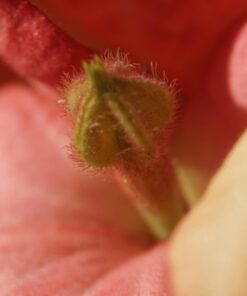 Meike MK-S-AF3B Auto Focus Extension Tube 10mm 16mm For Sony A7 A7M2 NEX 3 NEX 5 NEX 6 A6600 A5000 A6000 A6100 A6300 A6400 A6500 A9 56 61E5VByfcL