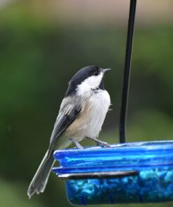 More Birds Dish SeedFeed, 1 Count (Pack of 1) 1 Count (Pack of 1) 53 61E6HBYgYmL