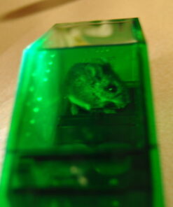 Smart Mouse Trap - Humane Mousetrap 31 61E9WdS5LUL