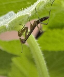 Praying Mantis Egg Case with Hatching Habitat Cup - 2 Praying Mantids Egg Cases 2 Egg Pod Habitat Cup 53 61EMdSlf5bL