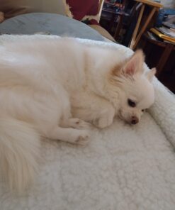 MidWest Homes for Pets Bolster Fleece Pet Bed for Dog And Cats 24L-Inch White w/ Comfortable Bolster | Ideal for Small Dog Breeds & Fits a 24-Inch Dog Crate | Machine Wash & Dry | 1-Year Warranty 43 61EYrm6kcXL