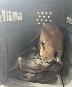 Petmate Sky Kennel, 28 Inch, IATA Compliant Dog Crate for Pets 15-30lbs, Made in USA 28 inch (Pack of 1) Kennel Only 41 61EbJo3JfL