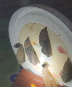 Painted Lady Butterfly Kit - Habitat, STEM Journal, & Voucher for Chrysalis Log & Caterpillars - Grow Your Own Butterfly Kit 45 61EgMxAlzgL 2