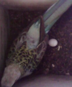 USB Snake Inspection Camera, FANTRONICS USB C Borescope, Scope Camera with 8 LED Lights for (16.4ft) OTG Android Phone, Windows PC, MacBook 46 61Ejq82moQL