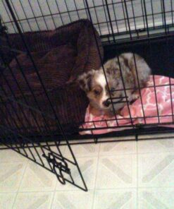 Fruitables Dog Treats Pumpkin & Apple Flavor, 7 oz 7 Ounce (Pack of 1) Pumpkin and Apple 21 61Em8sDUZCL