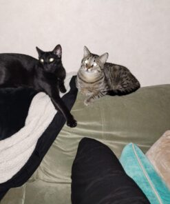 Purina Friskies Gravy Wet Cat Food , Meaty Bits - (24) 5.5 oz. Cans Chicken Dinner In Gravy, Gourmet Grill In Gravy, Beef In Gravy 5.5 Ounce (Pack of 24) 36 61Ezy ZqAL