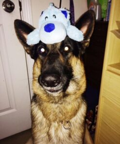 KONG - Cozie Ali Alligator - Indoor Cuddle Squeaky Plush Dog Toy - For Medium Dogs Standard Packaging 43 61F2F4m9IlL