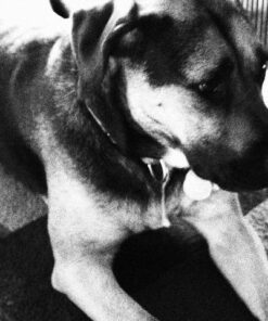 JT ER2 Pump Pistol RTS Kit clear 34 61F3dHYQ5fL