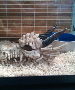 Snarling Magical Dragon Skull Treasure Trinket Box 55 61FE8RY7WGL