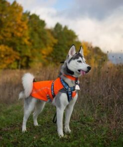 Rickard's DD683 Dog Bell, Nickel Plated 11 61FEZnD3DJL