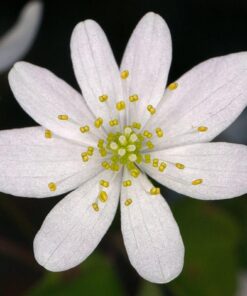 Oshiro 60mm f/2.8 2:1 LD UNC Manual Ultra-Macro Lens Compatible with Sony E-Mount a9, a7r, a7s, a7, a6600, a6500, a6400, a6300, a6000, a5100, a5000, a3500, a3000 Mirrorless Cameras (EOS-E) 51 61FHqrP8USL