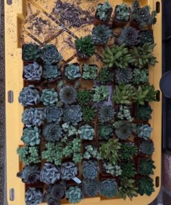 Succulents Plants Live (20PK) Potted Succulent Plants Live House Plants, Cactus Plants Live Plants Indoor Plants Live Houseplants, Indoor Plant Succulents Live Plant House Plant by Plants for Pets 20-PACK 55 61FOt1CfqZL