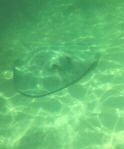 Speedo Unisex-Adult Adventure Swim Mask Blue 19 61FRBnzTVAL