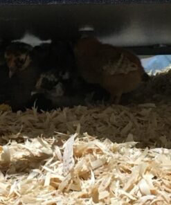 Premier Chick Brooder Heating Plate - 16" x 24" 31 61FSsxbfwL