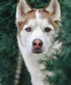 Nikon D3200 24.2 MP CMOS Digital SLR with 18-55mm f/3.5-5.6 Auto Focus-S DX VR NIKKOR Zoom Lens (Black) (OLD MODEL) Black w/ 18-55mm Base 86 61FWSZzz6pL