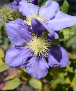 Nikon D7000 DSLR (Body Only) (OLD MODEL) Body Only Base 29 61FbbeimhrL