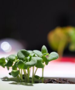 OM SYSTEM OLYMPUS M.Zuiko Digital ED 30mm F3.5 Macro For Micro Four Thirds System Camera, Compact Macro lens, 1.25x Image Maginification, Fast AF, Beautiful Bokeh Base 34 61FcDXZaZXL