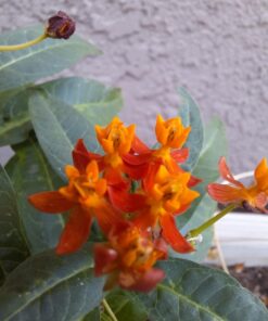 Bloodflower Milkweed - Asclepias curassavica - 80 Seeds, 1/2 Gram - B212 11 61FqFGOA4RL