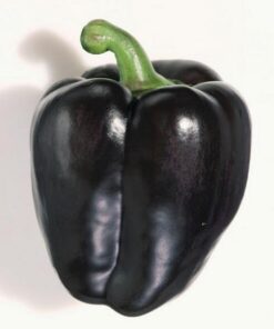 Sweet Bell Pepper Black Horse Seeds Heirloom Vegetable for Planting Giant Non GMO 30 Seeds 14 61FtTjF3sSL