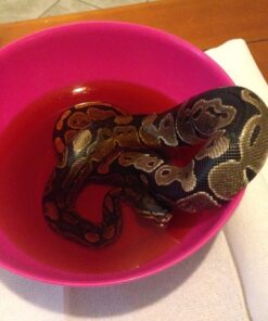 Betadine Antiseptic Liquid First Aid Solution, Povidone-iodine 10%, Infection Protection, Kills Germs In Minor Cuts Scrapes And Burns, No Sting Promise, No Alcohol or Hydrogen Peroxide, 8 FL OZ 29 61FxebCmwTL