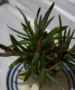 Espoma Organic Cactus Potting Soil Mix, Natural & Organic Soil for Cactus, Succulent, Palm, and Citrus grown in containers both indoors and outdoors, 4 qt, Pack of 1 4 Quart 42 61G3JOojh9L