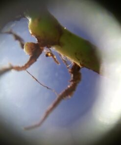 Ravensburger Science X Smartscope Science Kit 26 61G7bNpFVjL