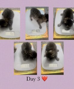 Greater Goods Gray Food Scale - Digital Display Shows Weight in Grams, Ounces, Milliliters, and Pounds | Perfect for Meal Prep, Cooking, and Baking | A Kitchen Necessity Designed in St. Louis Plastic Ash Grey 48 61G9mC3U DL