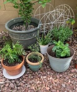 Seed Needs, Edible Wildflower Seed Packet Collection (7 Varieties of Flower Seed for Planting) Non-GMO & Untreated - Includes Viola, Pansies, Chives, Borage, Calendula, Nasturtium and Bee Balm 38 61GDGnTlNbL