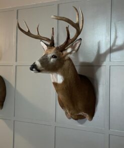 Wildlife Research Scent Killer Gold Spray Combo Pack, 44-Ounce Quart Combo 10 61GDVhHl5JL