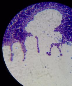 OMAX 40X-2000X LED Binocular Compound Lab Microscope w/ Double Layer Mechanical Stage + Blank Slides, Cover Slips, & Lens Cleaning Paper, M82ES-SC100-LP100 52 61GDkKoARtL