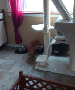 IAMS PROACTIVE HEALTH Healthy Kitten Dry Cat Food with Chicken Cat Kibble, 16 lb. Bag Dry Food 16.00 Pound (Pack of 1) 33 61GGRrThkjL