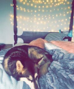 12APM Dimmable Starry Fairy Copper String Lights, 66 ft 200 LEDs with USB Plug in Powered for Bedroom Indoor Wedding Party Halloween Thanksgiving Christmas Ambiance Lighting, IP 65 Waterproof Copper wire-Warm white-200 LEDs 34 61GOvTGarNL