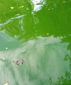 Clorox Pool&Spa Green Algae Eliminator2 32 oz 40 61GUmSCk 3L