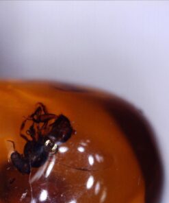 Celestron - 5 MP Digital Microscope Pro - Handheld USB Microscope Compatible with Windows PC and Mac - 20x-200x Magnification - Perfect for Stamp Collecting, Coin Collecting Handheld Digital Microscope Pro 65 61GZc96LrJL