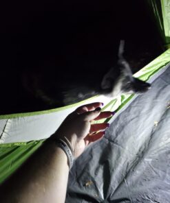 Coleman Montana Camping Tent, 6/8 Person Family Tent with Included Rainfly, Carry Bag, and Spacious Interior, Fits Multiple Queen Airbeds and Sets Up in 15 Minutes Green 8-Person 40 61GankDQm4L