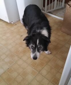 Rachael Ray Nutrish Premium Natural Dry Dog Food, Real Chicken & Veggies Recipe, 28 Pounds (Packaging May Vary) Dry Food 28 Pound (Pack of 1) 41 61GaododaVL