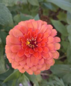 Monarch Butterfly Rescue Wildflower Seed Packet Bulk Open-Pollinated Wildflower, No Fillers, Annuals, Perennials and Milkweed Seeds for Monarch Butterfly1oz 70 61GezUipSkL