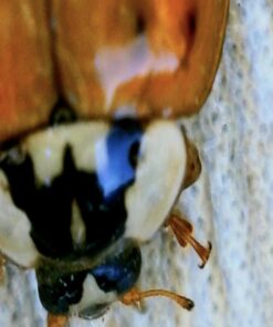 Wireless Digital Microscope, Skybasic 50X-1000X Magnification WiFi Portable Handheld Microscopes with Adjustable Stand HD USB Microscope Camera Compatible with iPhone Android iPad Windows Mac Computer Black 39 61GhWrXteL