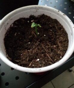 Miracle-Gro Cactus, Palm & Citrus Soil - For Containers , Added Fertilizer Feeds for 6 Months, 8 qt. Potting Mix 38 61GjydfbBWL