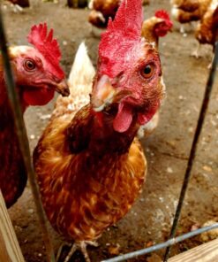 Hatortempt 10lbs Bulk Dried Mealworms - Premium Non-GMO Organic Chicken Feed, Nutritious High Protein Meal Worms- Food and Treats for Laying Hens, Wild Birds, Ducks, Reptiles, Fish, Hedgehogs, Turtles 10 Pound (Pack of 1) 30 61GkPAaASML