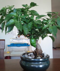 Alternative view of 9GreenBox - Bonsai Potting Kit