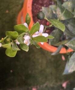 Miracle-Gro Cactus, Palm & Citrus Soil - For Containers , Added Fertilizer Feeds for 6 Months, 8 qt. Potting Mix 28 61GoiTHxD3L