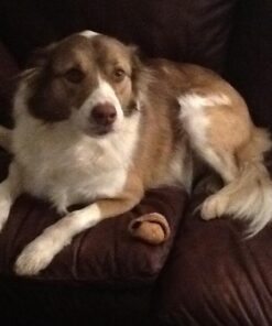 Nutramax Laboratories Crananidin Cranberry Extract Urinary Tract Health Supplement for Dogs, 75 Chewable Tablets 75 Count 37 61GtAkR0FfL 1