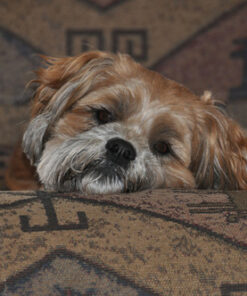 AF-S DX Nkr 18-200mm F/3.5-5.6G ED VR II Lens Only 46 61GuAhZY2eL