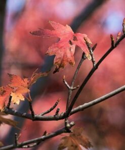 OM SYSTEM OLYMPUS M.Zuiko Digital 40-150mm F4.0-5.6 R Black For Micro Four Thirds System Camera, 3.75x Zoom Lens, Portable Design Standard Packaging 77 61Gw37cBeXL