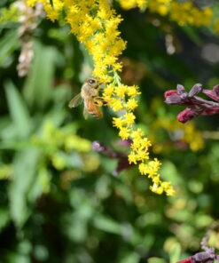 Nikon D7000 DSLR (Body Only) (OLD MODEL) Body Only Base 30 61H1D4aF1fL