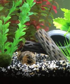 SunGrow Cholla Wood, 5” Climbing Logs, Chew Toy, Aquarium Fish, Snail & Shrimp Driftwood, Décor Adds Raw Beauty, 3 Pack (3 Pieces, 5 inches) 48 61H1S9YDfWL 3